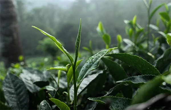 白い実のなる植物おすすめ5選！育て方と失敗しないコツ
