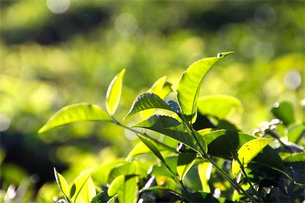 秋の前庭の植物おすすめ7選｜外観の魅力を劇的に向上させるコツ