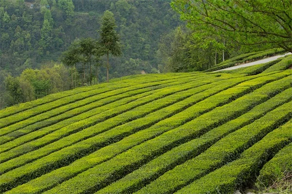 2024年ガーデニングトレンドを実践する12の植物