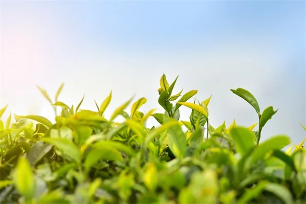 4月のモンステラの育て方：春にやるべき6つの重要なケア