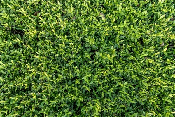花粉媒介者に最適な多年草8選｜プロが実践する選び方・育て方のコツ